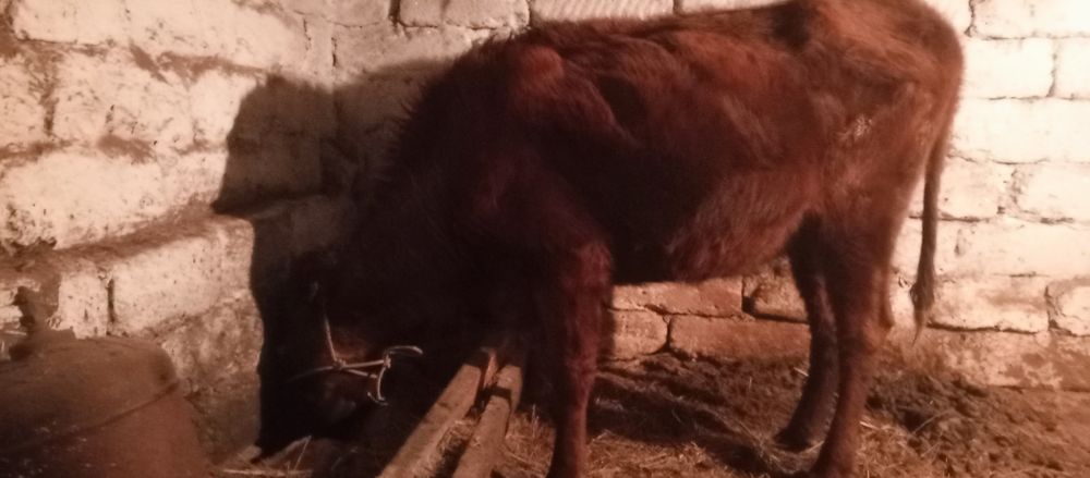 Сиир корова буаз стельная