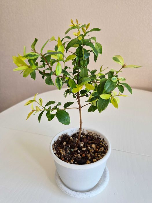 Мирт вариегатный