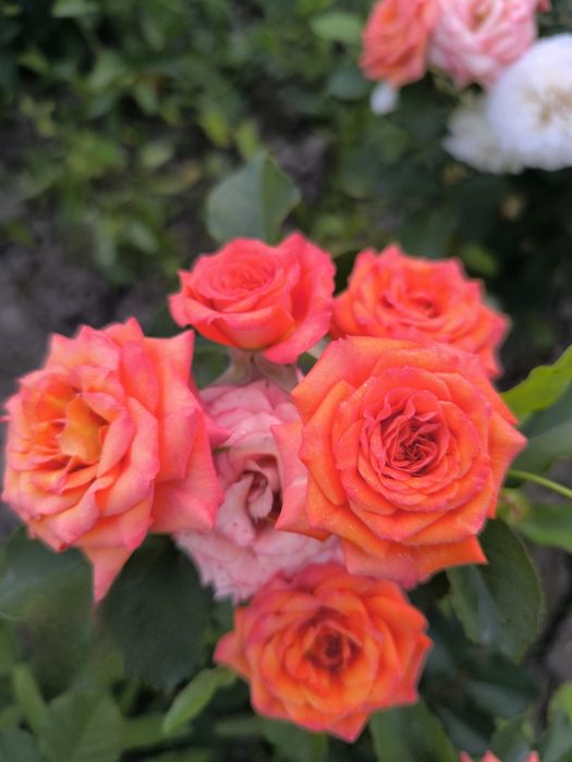 Atirgullar sotiladi tomiri oʻq tomir emas  nozik emas yaxshi boʻlgan