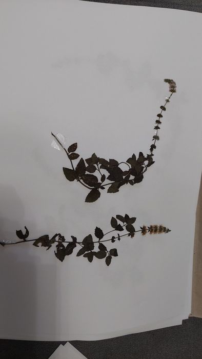 Ierbar/herbar - plante fixate pe coli A3