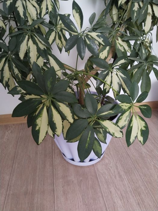 Домашние цветы Шефлера