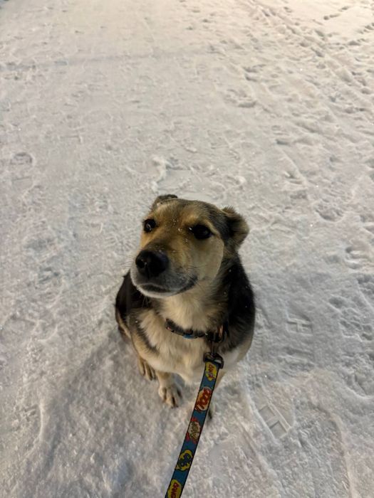 Ищем заболивого хозяина для Норы