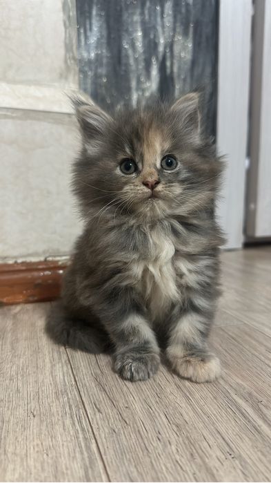 Котята мейнкуны девочка!