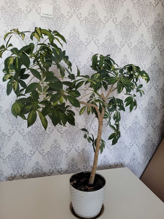 Продам цветок шефллеру