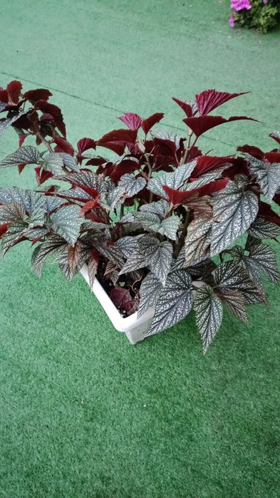 Красивый домашний цветок