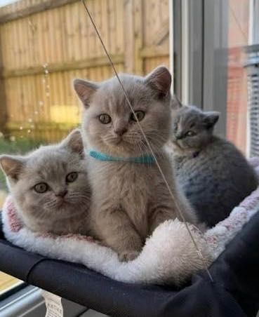 Хорошенькие Котята