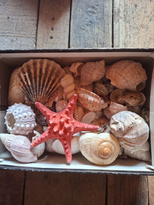 Cochilie de scoici decorative