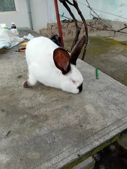 Uriaș de Transilvania tineret si adulți