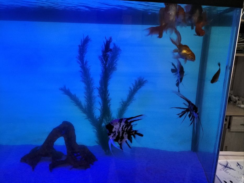 Скалярии — род рыб семейства цихловых