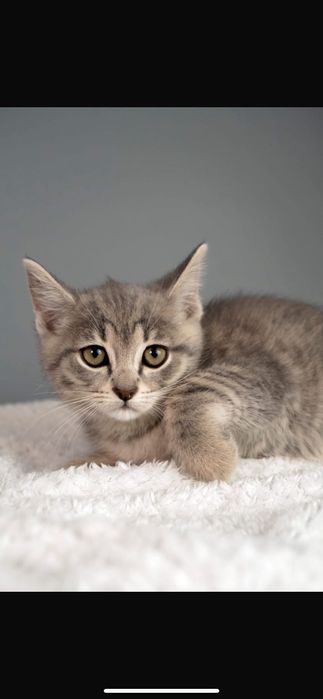 Котенок в добрые руки