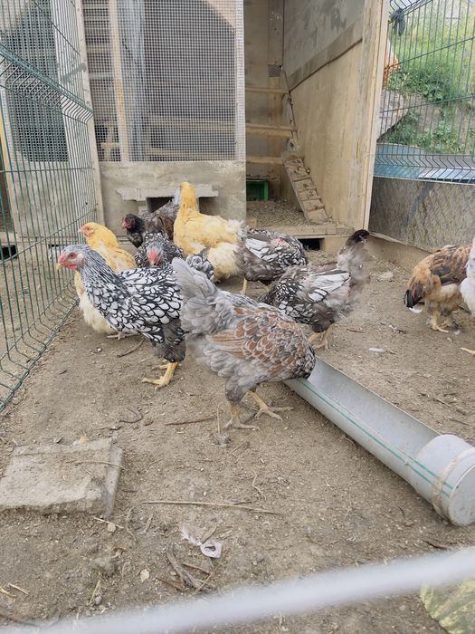 Продам курей виандот серебро