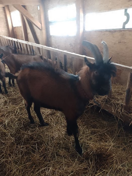 Berbec doorper și un țap alpin freancez