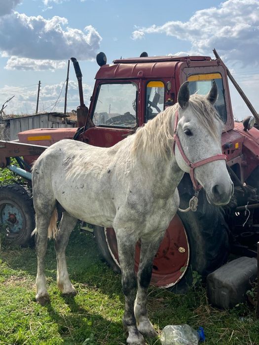 Айғыр, айгыр, жеребец сатылады