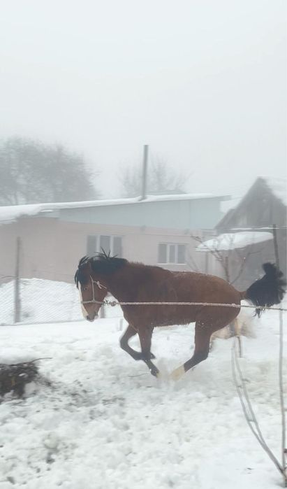Продам жеребца 2 года