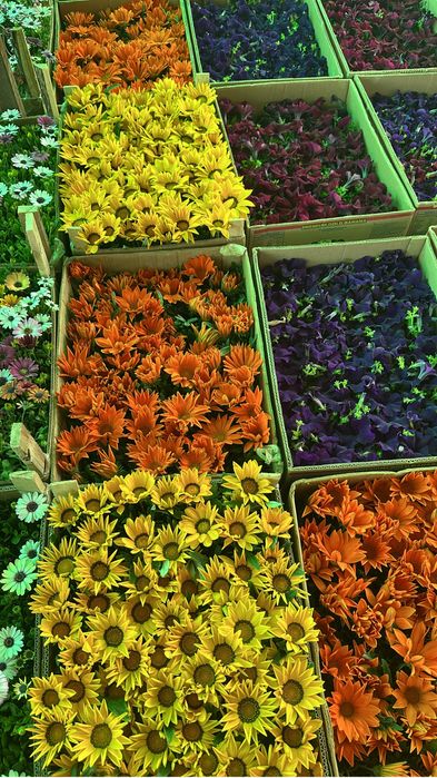 Петунья,бархатцы оптом