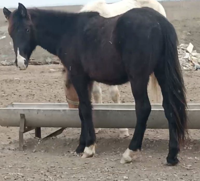 1.5 жасар тай сатылады.