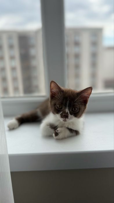 Шотландский кот 2,5 месяца