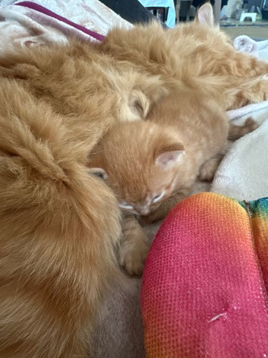 Котенок котик рыжий
