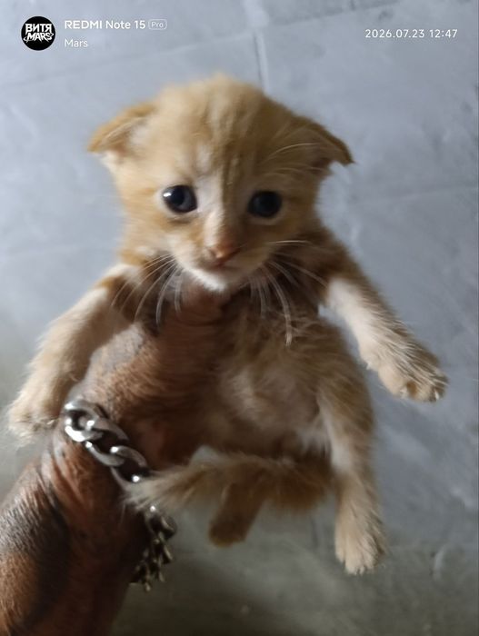 Котята Скоттиш-фолд