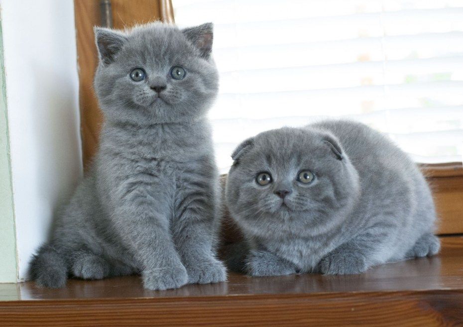 Мушукчалар сотилади