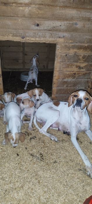 Продается щенки поинтнра