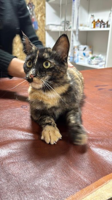 Молодая кошка черепахового окраса