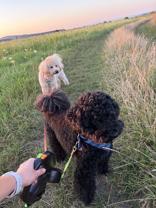 Poodle/caniche mini de vanzare