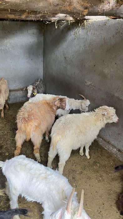 Шібіш Ешкілер сатылады