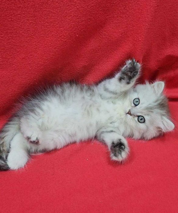 чистокровный котенок мальчик скотиш страйт хайленд серебристая шиншила