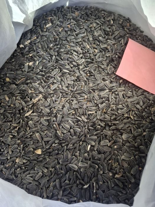 Продам Семечку Подсолнуха