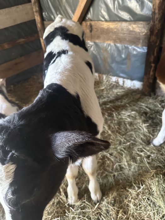 Doi taurasi de vanzare