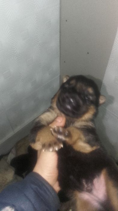 Продам щенят, мальчики 40к без документов. Девочки 30к