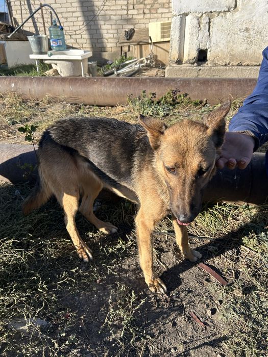 Наши собаку с ошейником