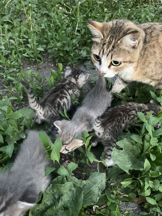 Отдам котят в добрые руки