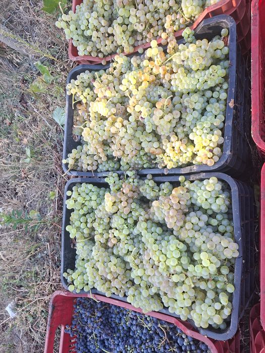 Vand struguri de vin direct de la producător