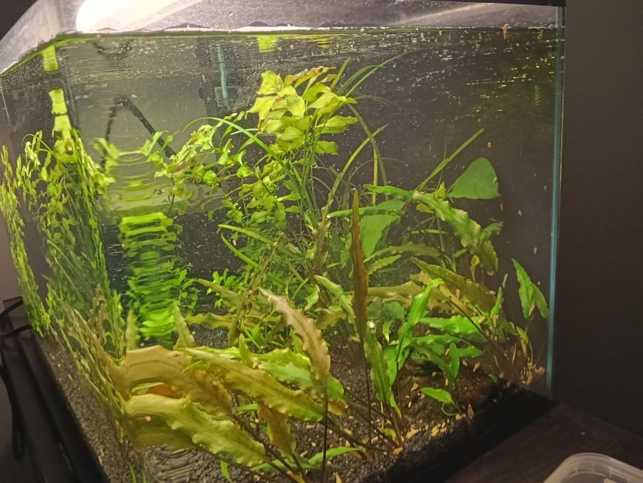 Acvariu cu toate accesoriile/fertilizanți/pensete