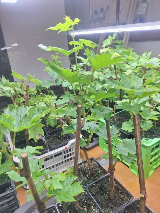 Черенки винограда вегетирующие