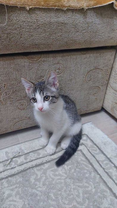 Отдам котенка и кошку в добрые руки