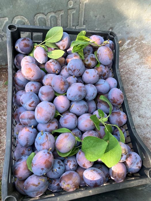 Prune de vânzare CENTENAR