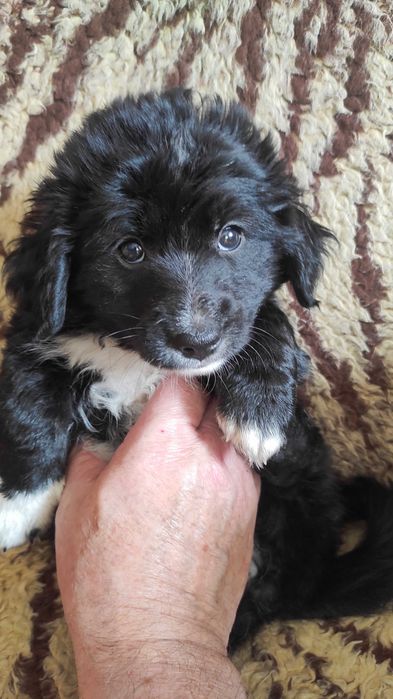 Отдам щенков в добрые руки.