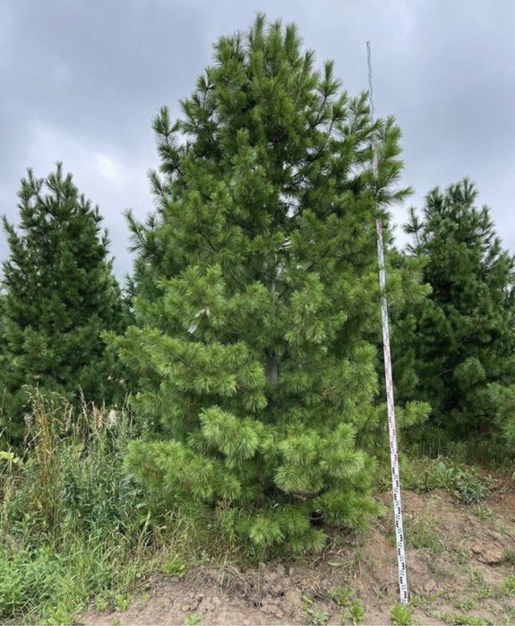 Туи Ели Сосны Можжевельник