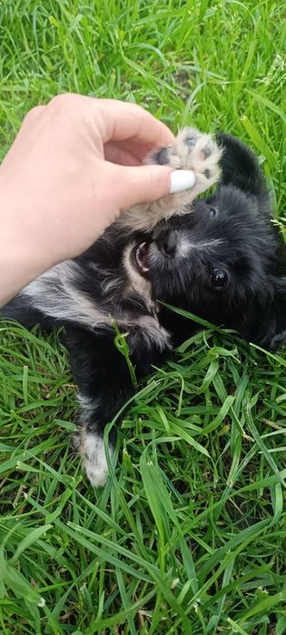Donez 6 puiuți de pisica + o cățelușa.