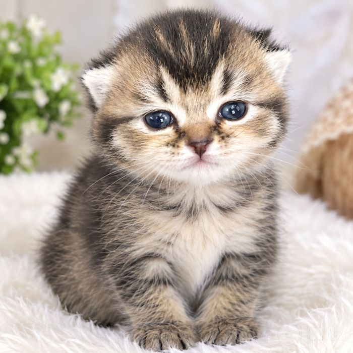 Mushuk scottish fold