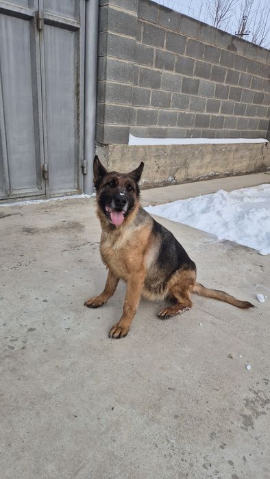 Немецкоя овчарка