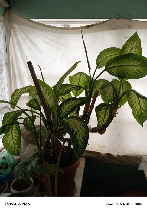 Продам цветок дифенбахию