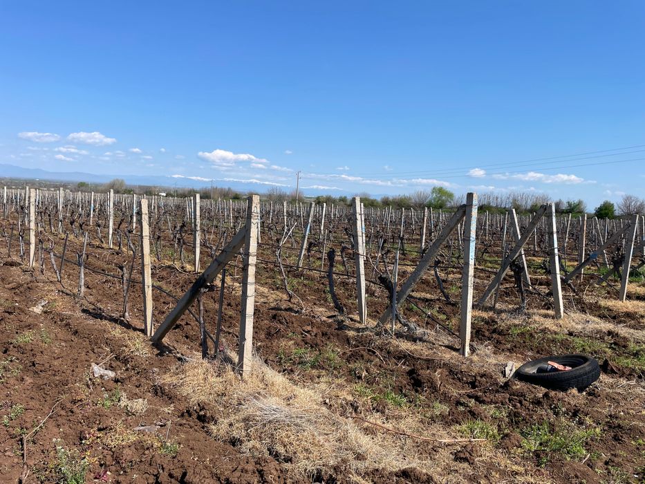 Десертно лозе 20 дка.