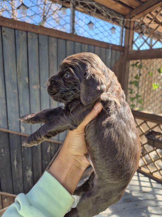 Щенки спаниели мальчик и девочка