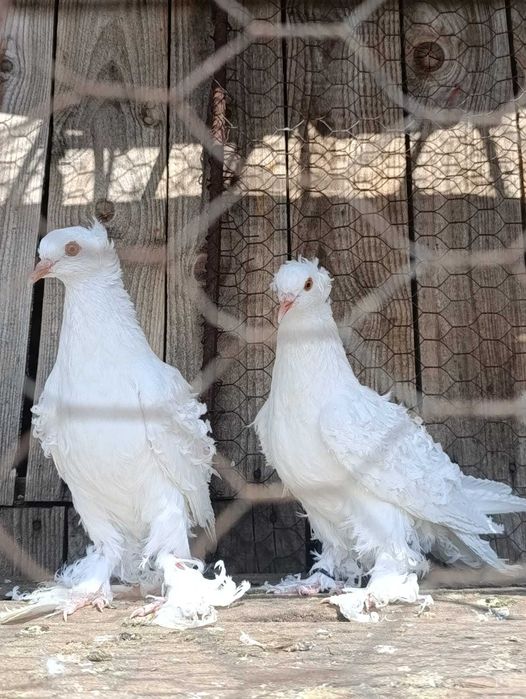 Porumbei creti francezi