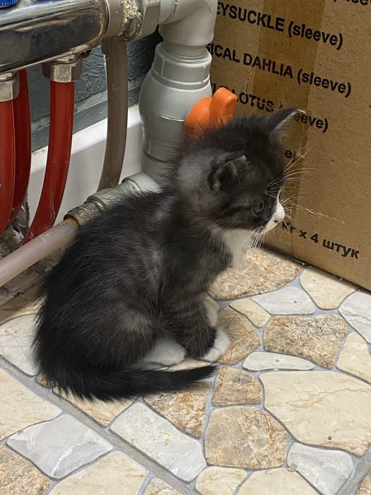 Котенек маленьки даром
