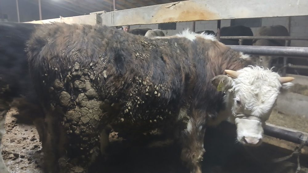 Бұқалар сатылады